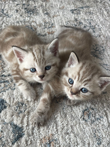 Kittens for sale