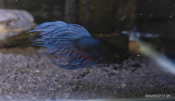 Betta Males &pound;20, females &pound;10, pairs &pound;25