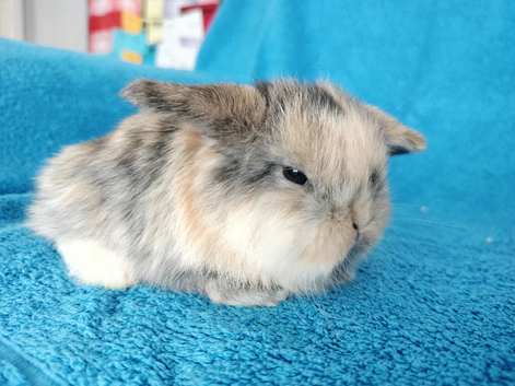 Baby mini lops for sale