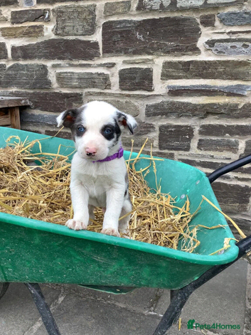 4 Border Collie Male Puppies for sale