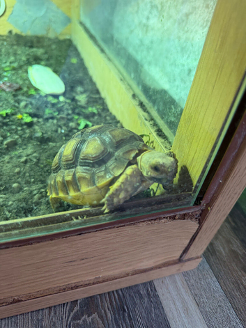 6 month old Sulcata and set up