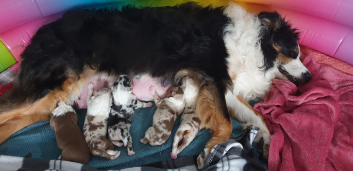 Australian Shepherd puppy's