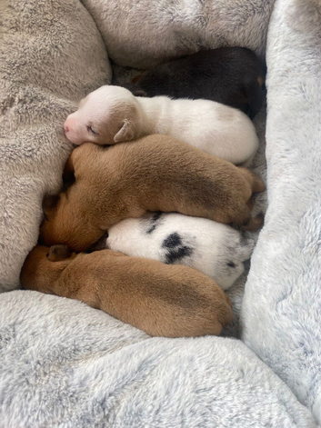 Rare colour Jack Russell Pups DNA Health Clear Stud