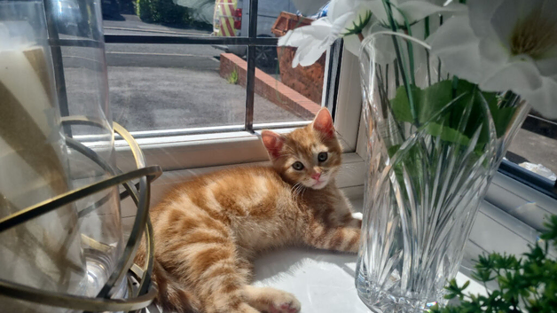 orange Short hair kitten "reduced price" open to offers