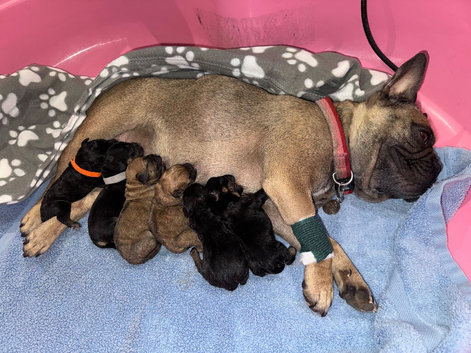Floodle puppies