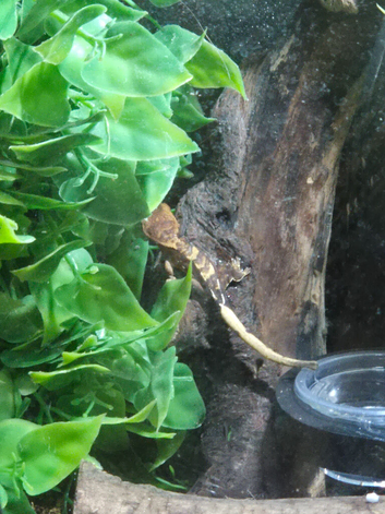 Baby geckos for sale