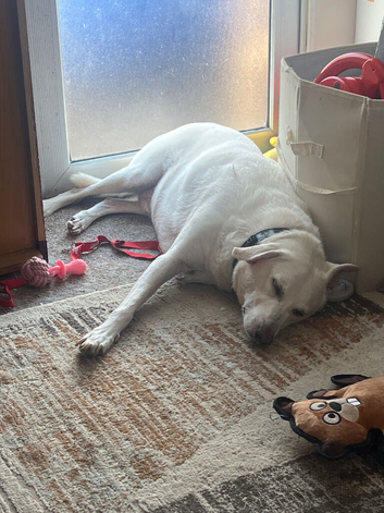 Dog
