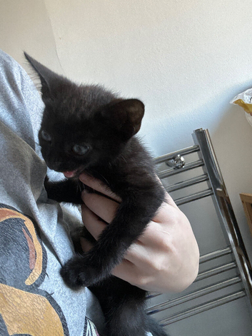 Black female kitten