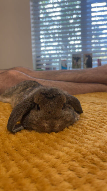 Mini lop 16 week female for sale