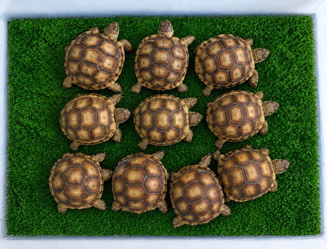 Sulcata tortoises