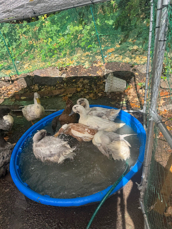 Swedish blue Ducks POL