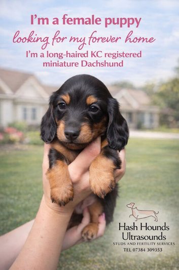KC registered long haired min dachshund READY TO LEAVE