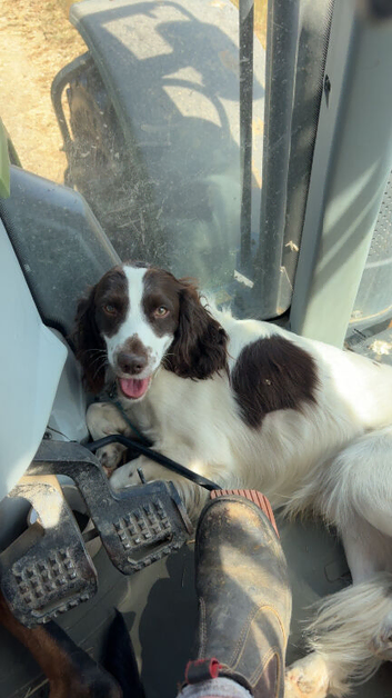 Cocker spaniel stud dog available.