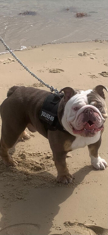 &lsquo;Ronnie&rsquo; English Male Bulldog