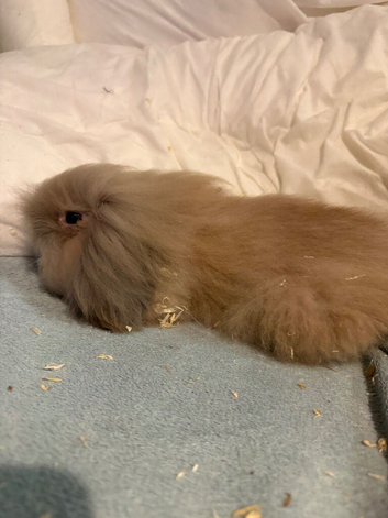 10 Week old Male Rabbit For Sale