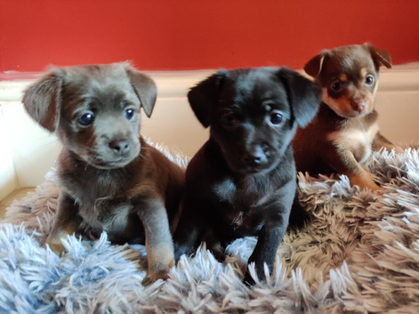 Pomeranian & Dachshund Mix