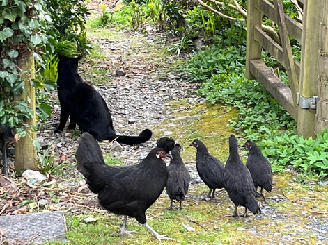 Free to good home -two young roosters