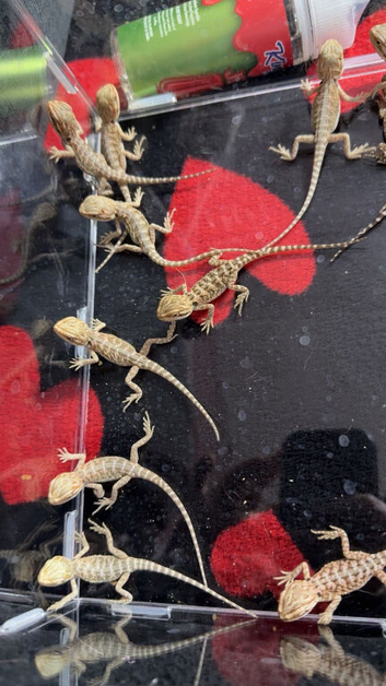 Baby bearded dragons
