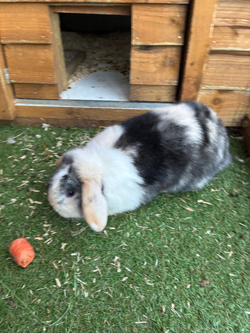 male young purebred mini lops