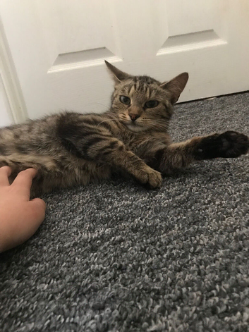 Cat for sale not good with other cats