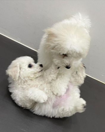 Lovely Home Raised Maltese Puppies