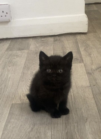 British Shorthair Kittens READY TO GO