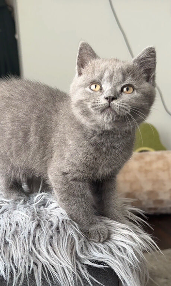 GCCF reg blue male kitten 10 weeks