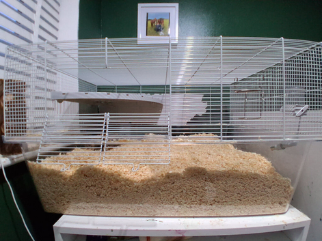 Fostering gerbils