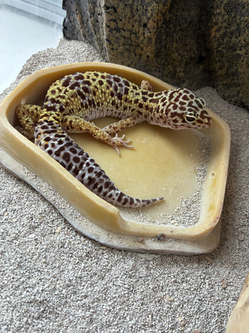 Leopard Gecko
