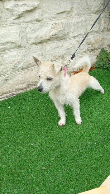 Westie x terrier