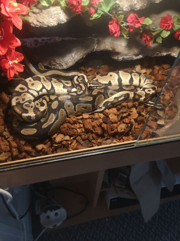 Royal pythons