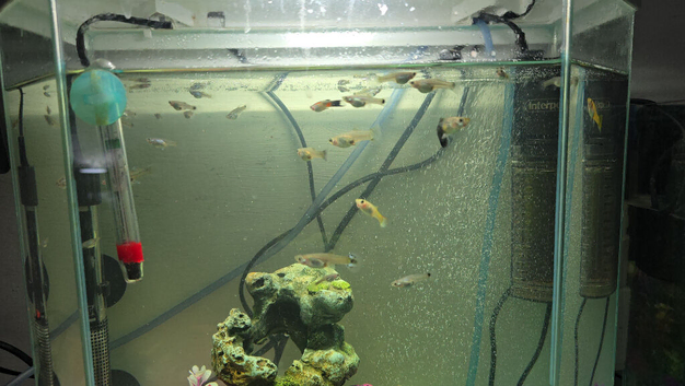 Female guppies