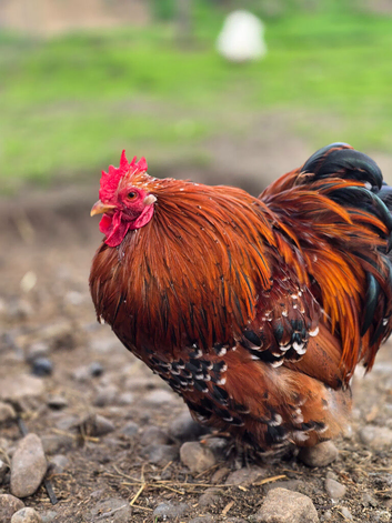 Pekin Bantam Hatching Eggs
