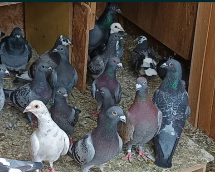 15 quality racing pigeons for sale in Cumbernauld