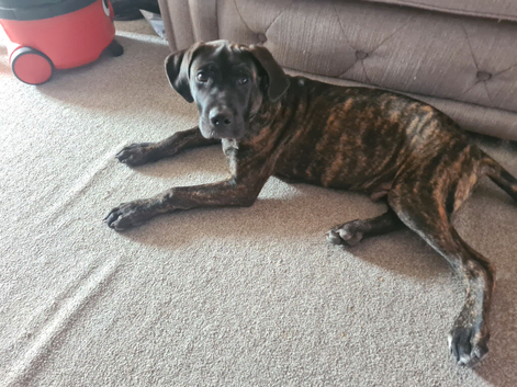Cane corso