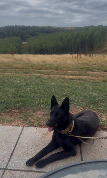 ALL BLACK DUTCH HERDER FEMALE 14 MONTHS