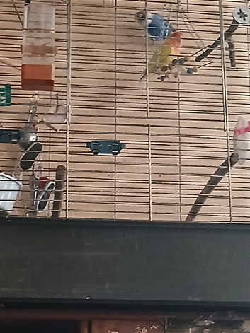 Love bird  male