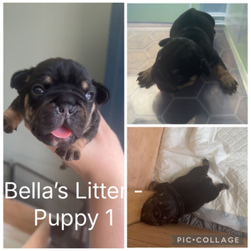 Stunning French Bulldog Puppies