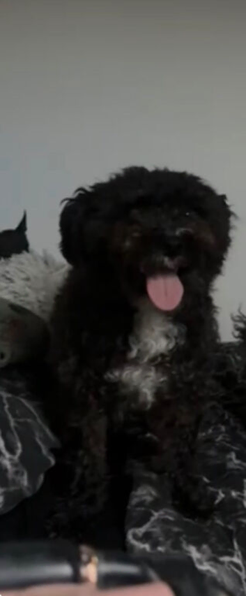 bichon x yorkshire terrier