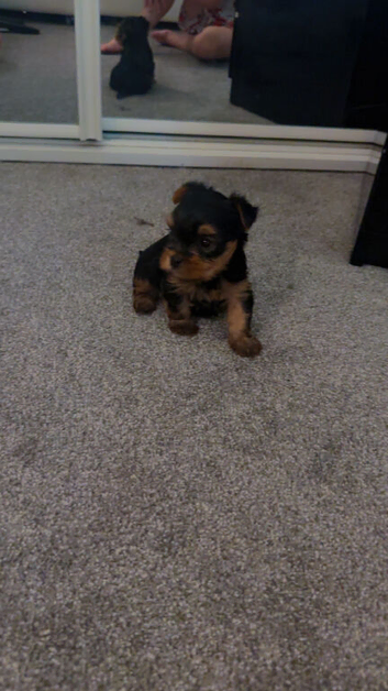 Beautiful Yorkshire terrier boy