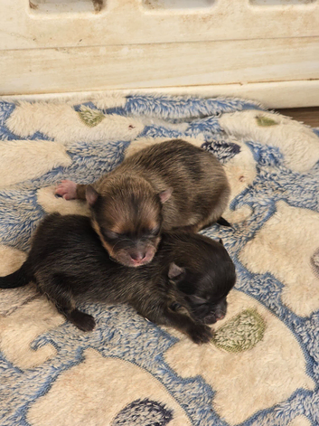 Female poms