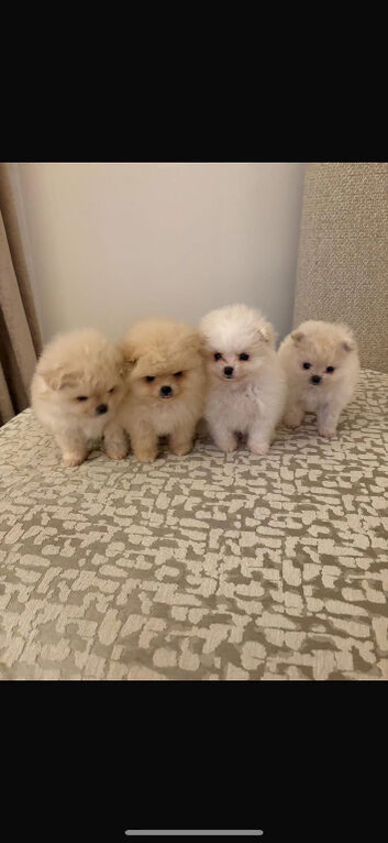 Xs teddy pomerian