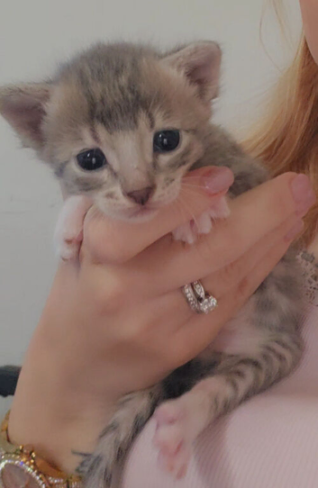 STUNNING SILVER & SPOTTED SAVANNAH X BENGAL KITTENS