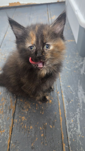 3 female kittens