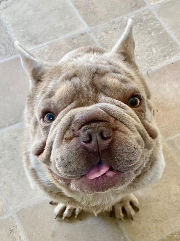 Big Rope Frenchie