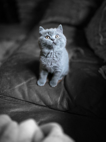 STUNNING GCCF BLUE BRITISH SHORTHAIR
