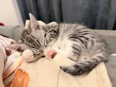 Savannah mix kitten boy