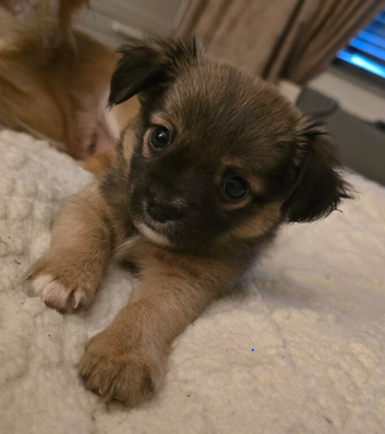 Long haired chihuahua