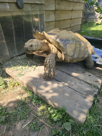 Adult Sulcata tortoise for sale