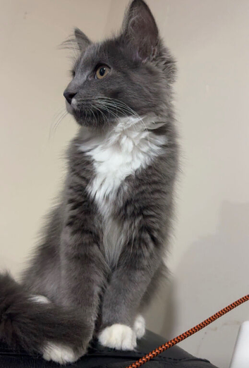 Male kitten